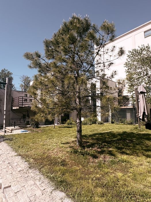 Сосна высота 5-6 метров