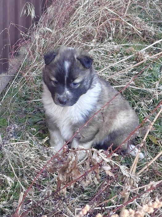 щенков в хорошие руки, мальчики и девочки