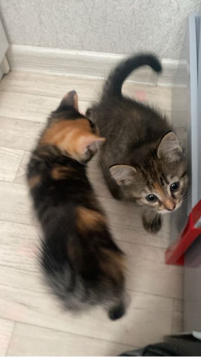 Отдам котят в добрые руки