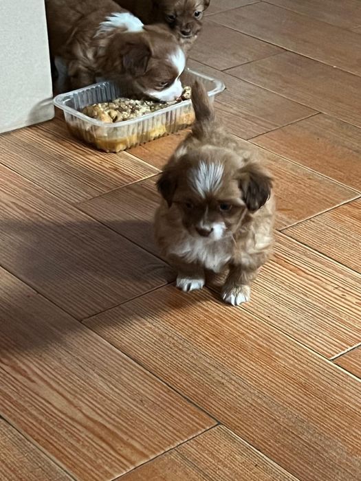 Pechinez 6 saptamani cauta familie iubitoare