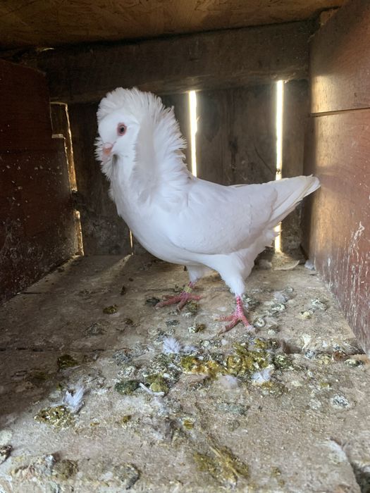 Vand 2 perechi capucini