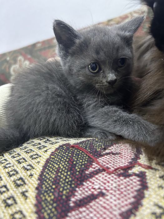 Отдам котят в добрые руки