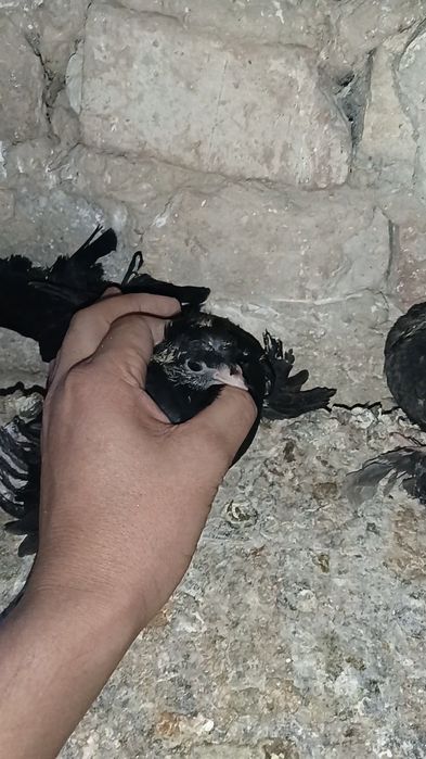 Голуби пара с пискунами