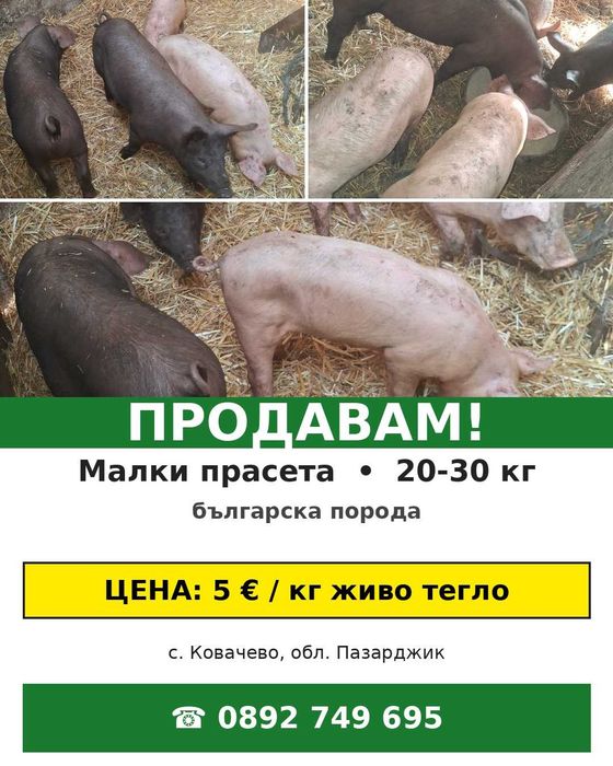 Малки прасета между 20-30 кг.