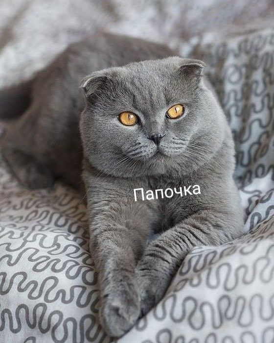 Шотланцы скотиши