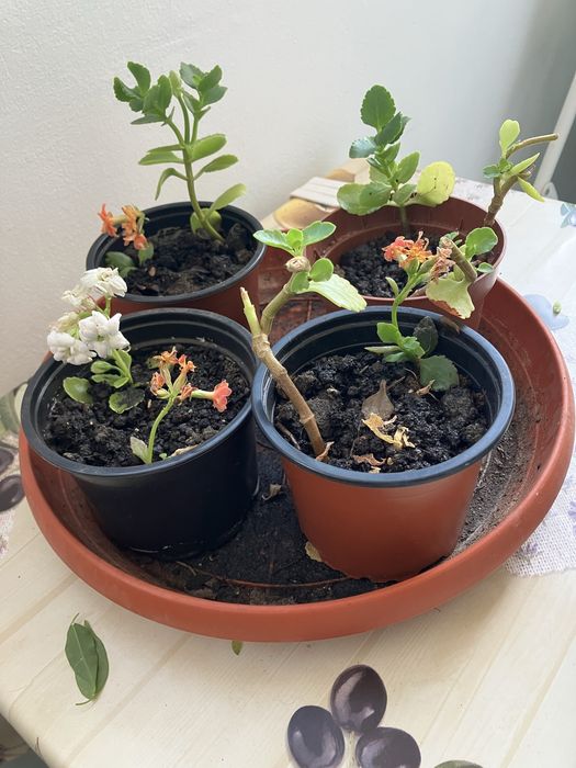 Plante apartament Monstera, cactusi, Kalanchoe, planta cauciuc, ficus Benjamina