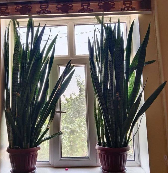 Сансервиеря - кийик шохгули сотилади