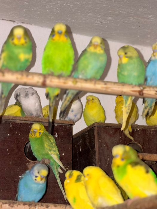 Papagali perusi – multe culori, pui sănătoși și jucăuși – 50 lei/buc!