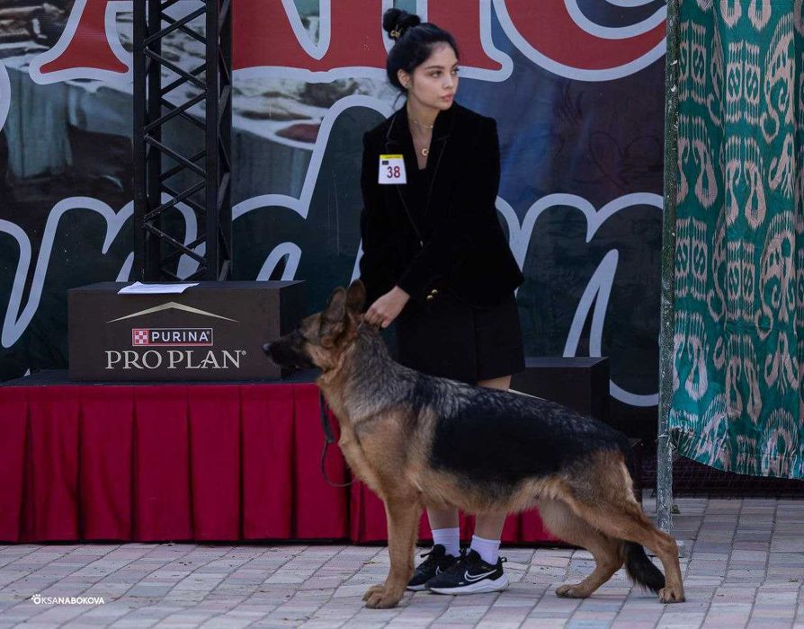 Щенки Немецкой овчарки Одинцовой И.