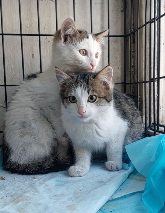 Отдам котёнка в добрые руки