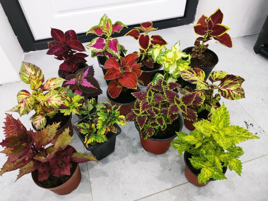 Сортовые колеусы. Доставка