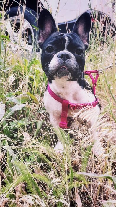 Потерялась собака