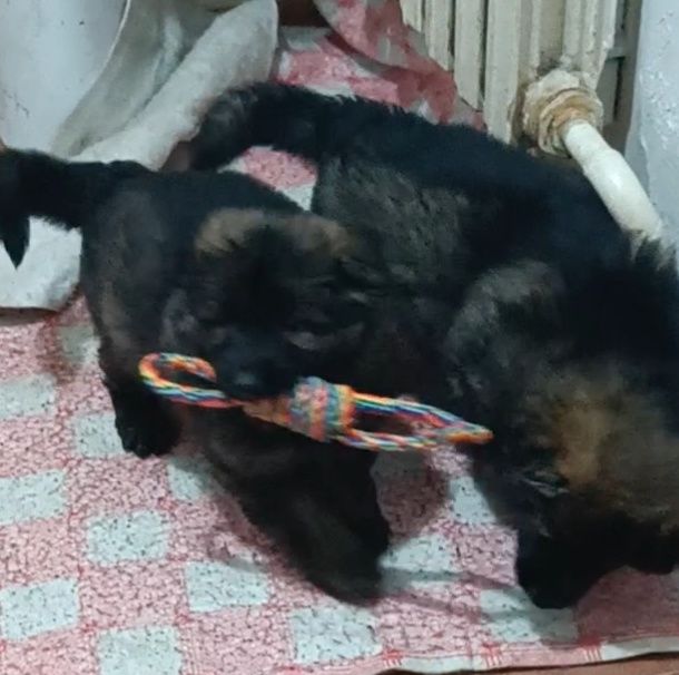 Немецкая овчарка