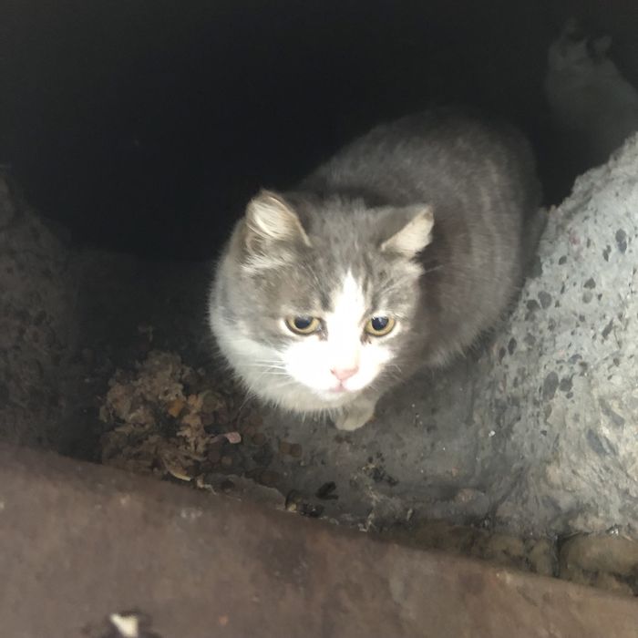 Бездомные животные .