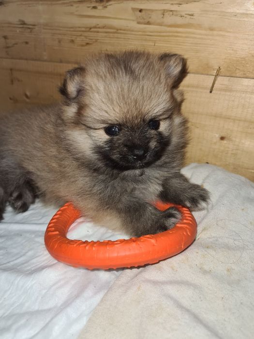 Померанский шпиц