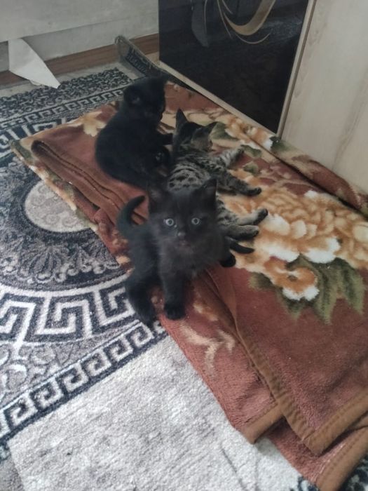 Отдам котят в добрые руки