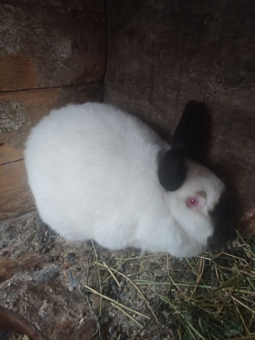 Iepure Californian de vânzare