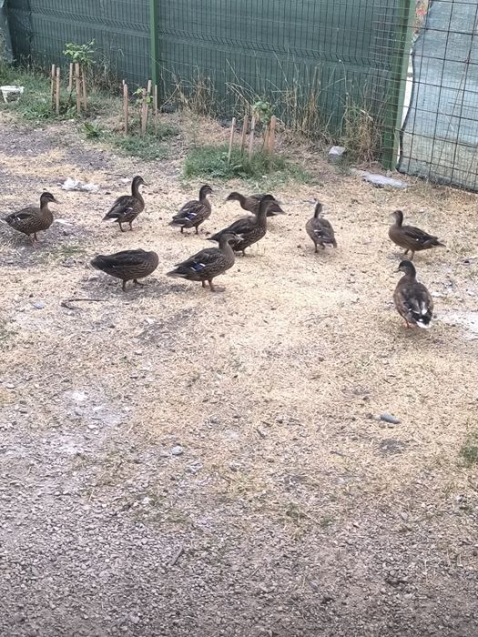 Продавам диви патета