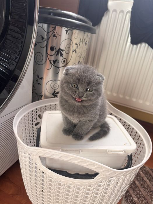Шотландски клепоухи котета на 2 месеца