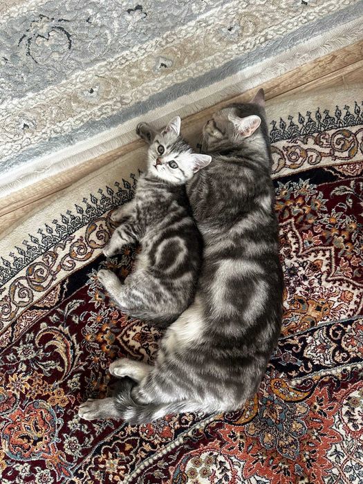 продам шотландский котенок