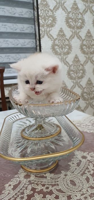 Britanskiy skotish strayd.