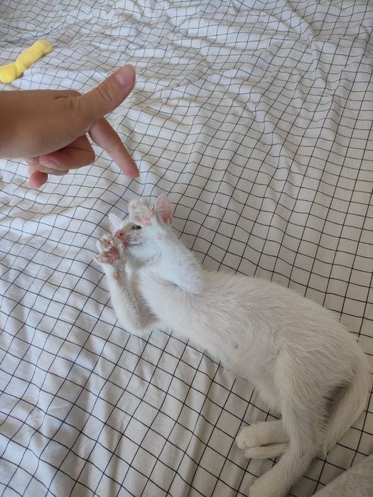 Котенок девочка,2 месяца
