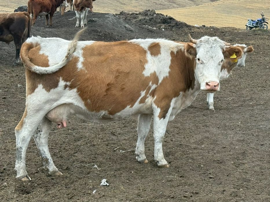 Продам корову 630 тысыч