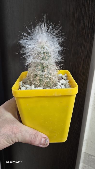 Кактусы домашние, три сорта