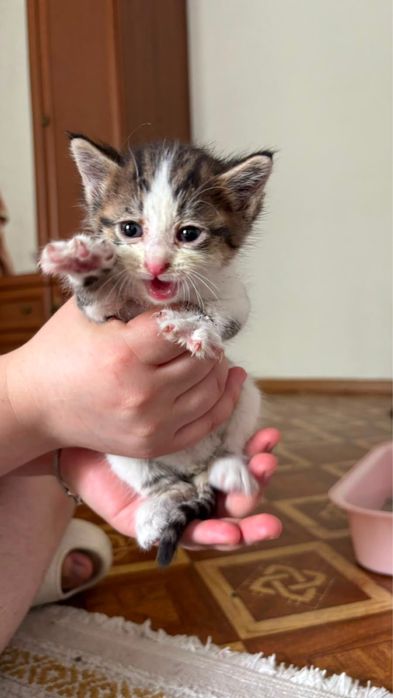 Котёнок в добрые руки