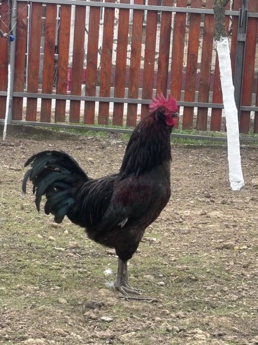 Oua pentru incubator