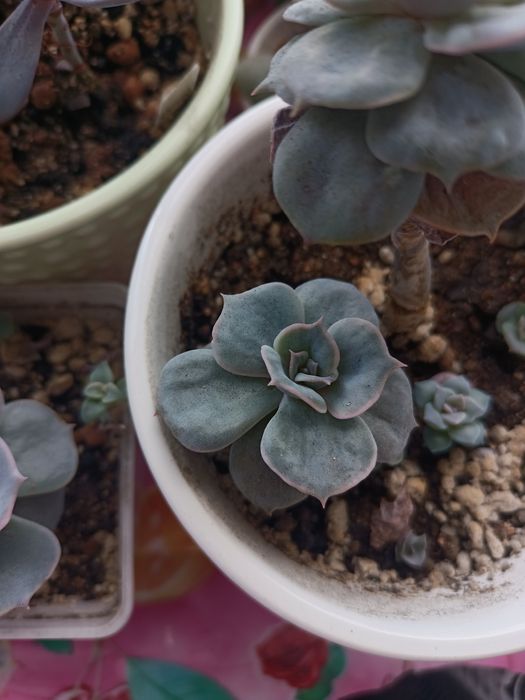 Продам суккуленты!