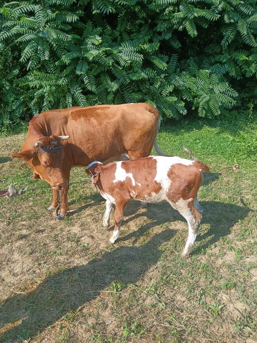 Vând vitica Bălțata  de 3 luni lntarcata  foarte buna de crescut mama iei este foarte buna de lapte  preț 3800 lei
