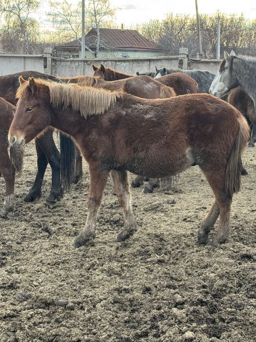 Согым откормленых лощадей