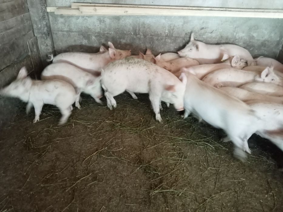 Продам племенова кабанчика три с половиной месяца