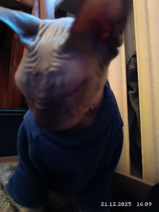 Донский сфинкс с когтеточкой