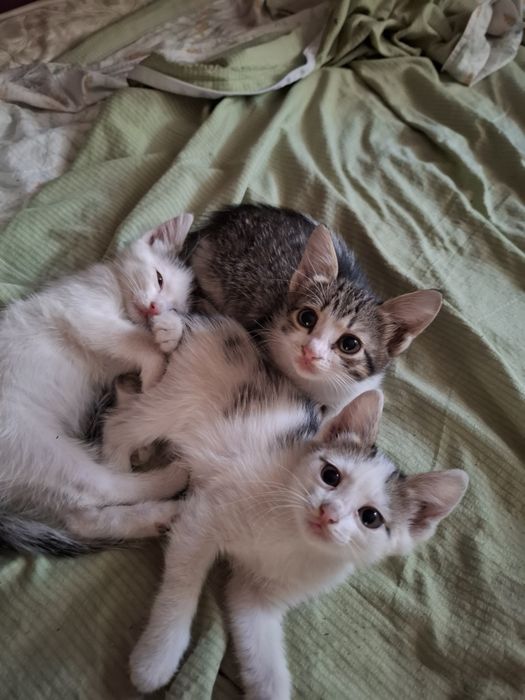 Котята,2.5 месяца,