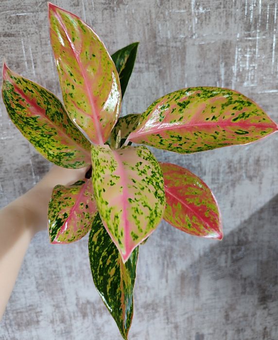 Тайские Аглаонемы