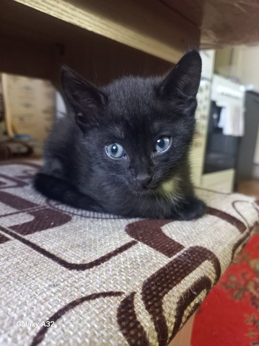 Котёнок-мальчик чёрный с галстуком