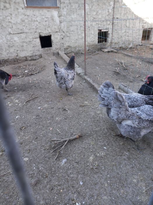 Oua incubat australorp