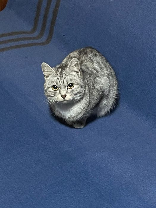 Нашлась кошка, девочка.