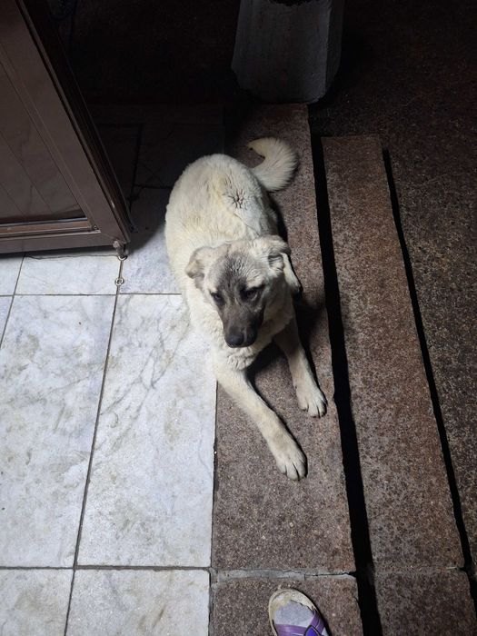 Отдам в добрые,любящие руки