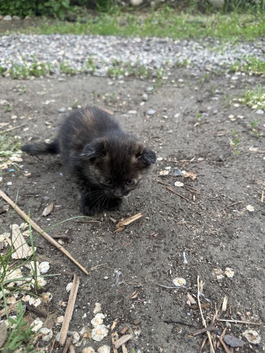Отдам котят в хорошие руки