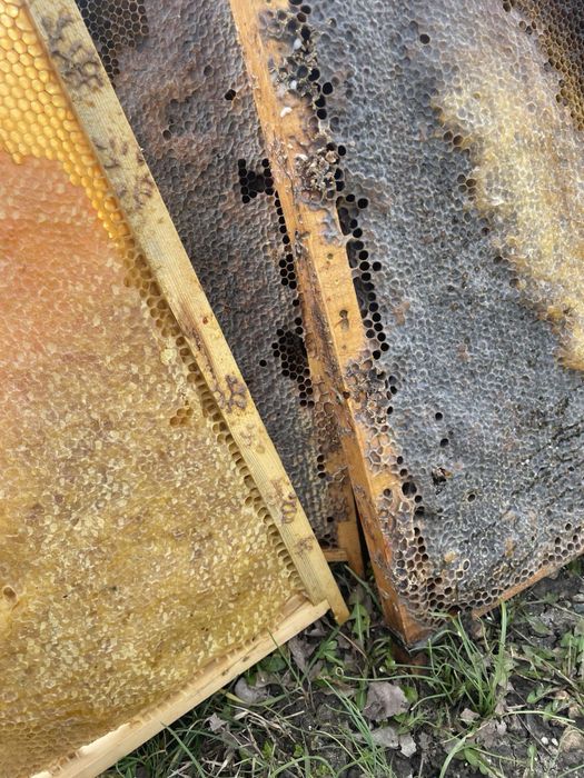 Пчелни рамки Дадан блат ПЛОДНИКОВИ