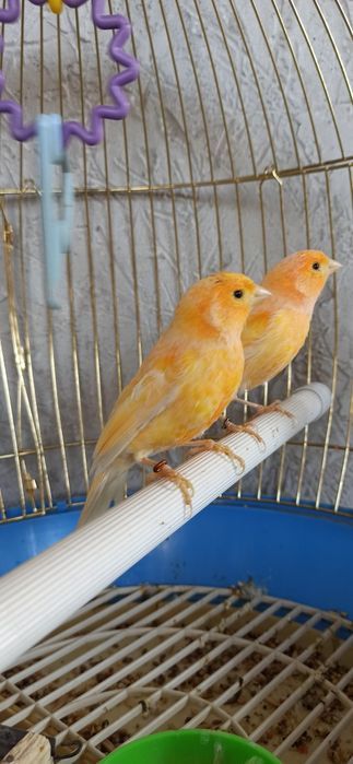 Кенора  лимонный  марковные