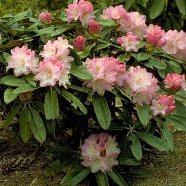 Rohodendron [Trandafir DE Munte )