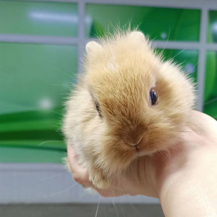 Домашние питомцы в наличии