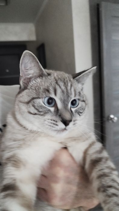 Отдам в добрые руки