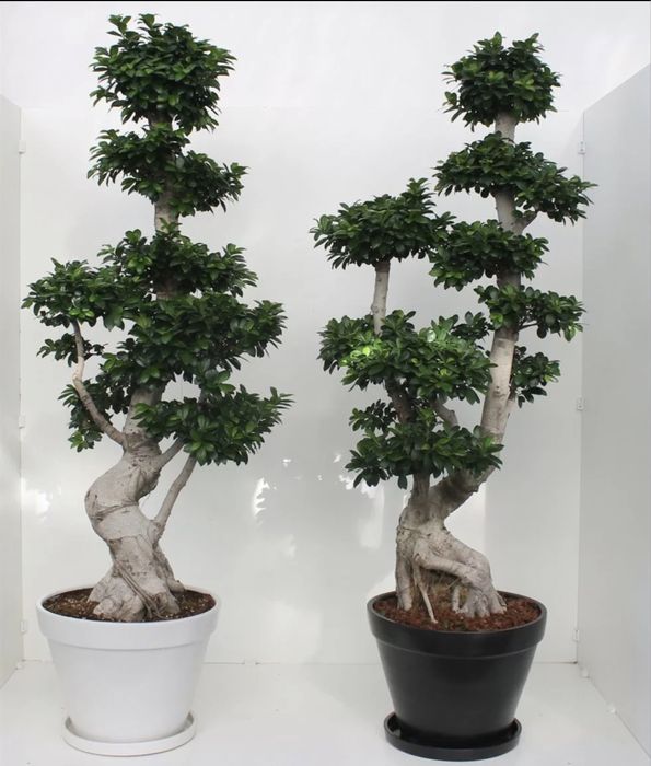 Бонсай дерево миллионера высота 120 см