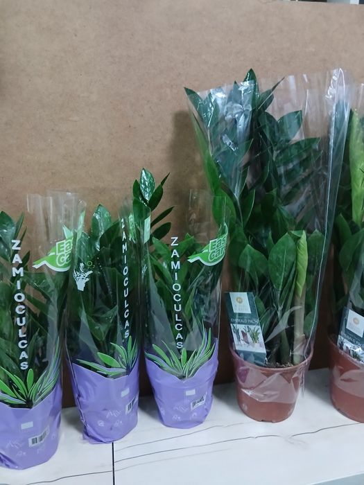 Долларовое дерево Замиакулькас