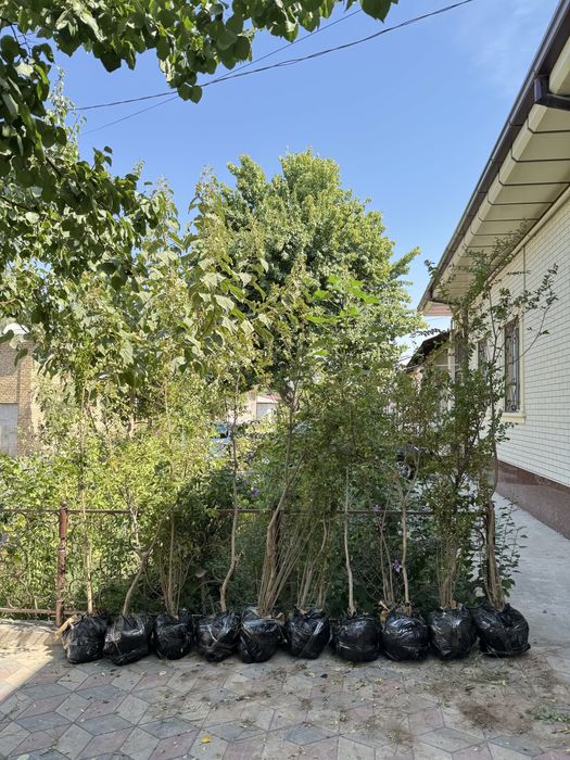 Индийский сирень